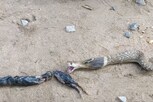 கோழிக்குஞ்சுகளை விழுங்கிய நல்ல பாம்பு... வைரலாகும் வீடியோ!