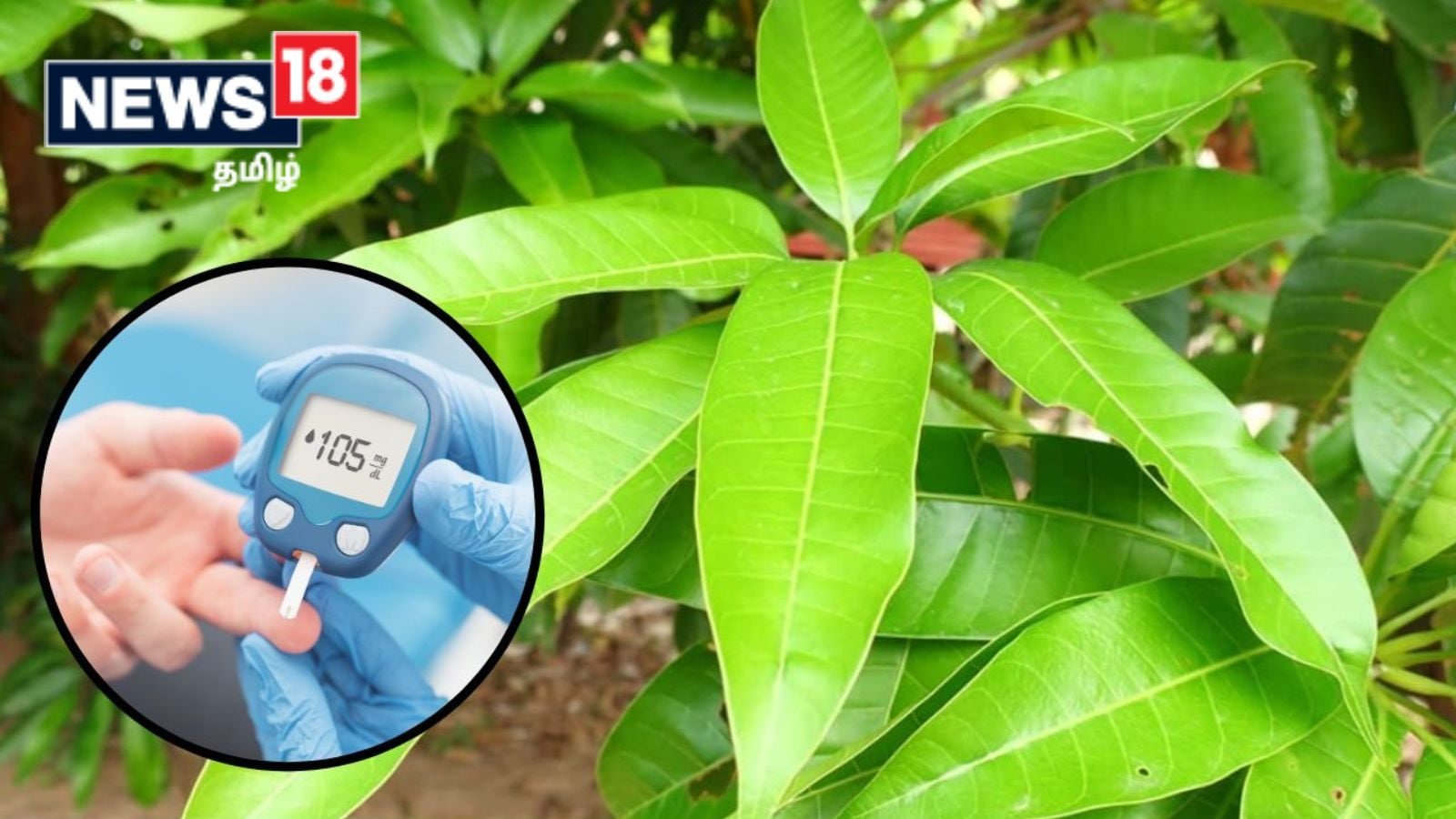 சர்க்கரை நோயை கட்டுப்படுத்தும் மா இலை.. எப்படி சாப்பிடனும் தெரியுமா..?