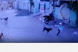 7 வயது சிறுவனை விரட்டி கடிக்க முயன்ற தெரு நாய்கள்