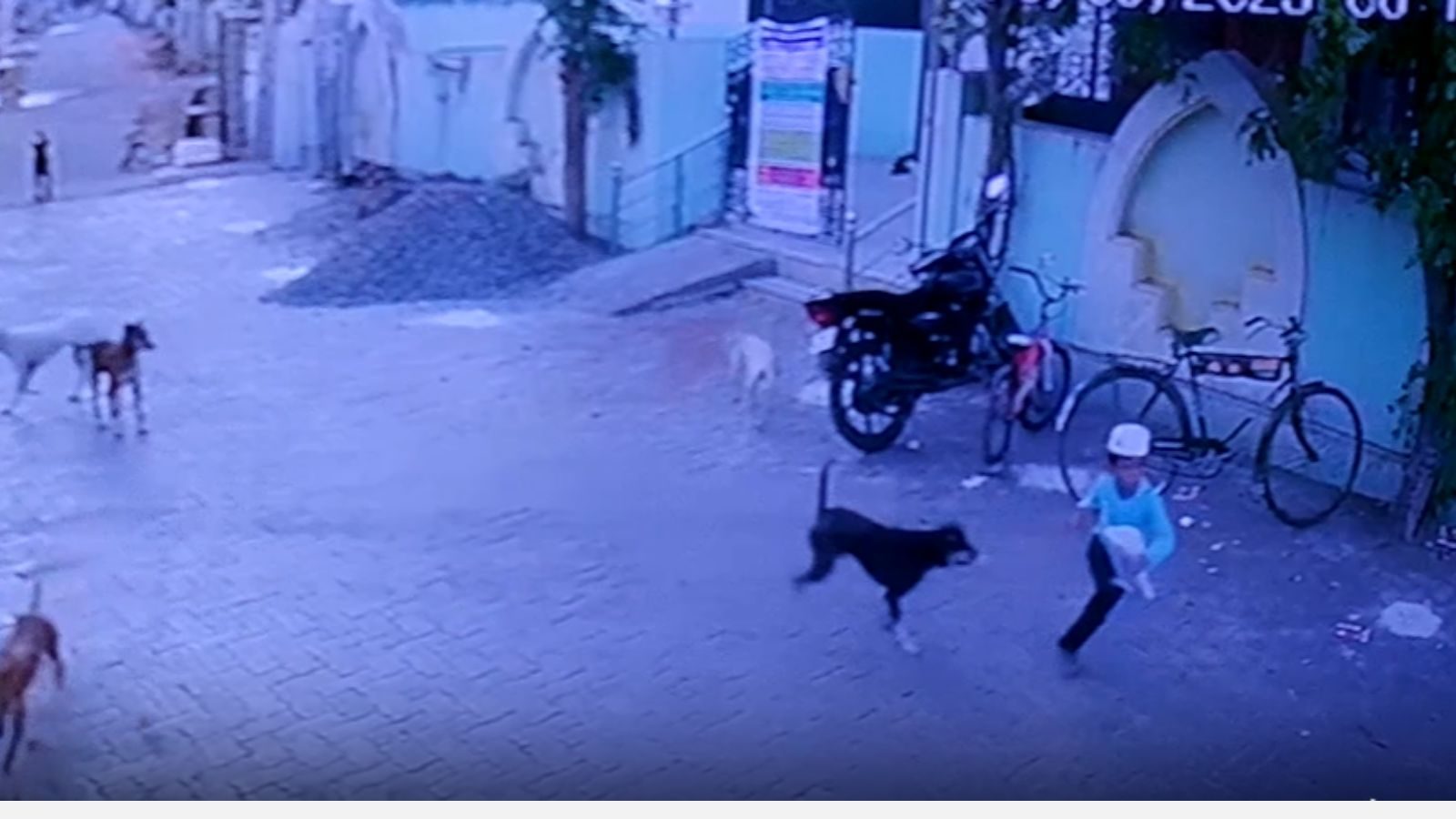 7 வயது சிறுவனை விரட்டி கடிக்க முயன்ற தெரு நாய்கள் - காரைக்குடியில் அதிர்ச்சி