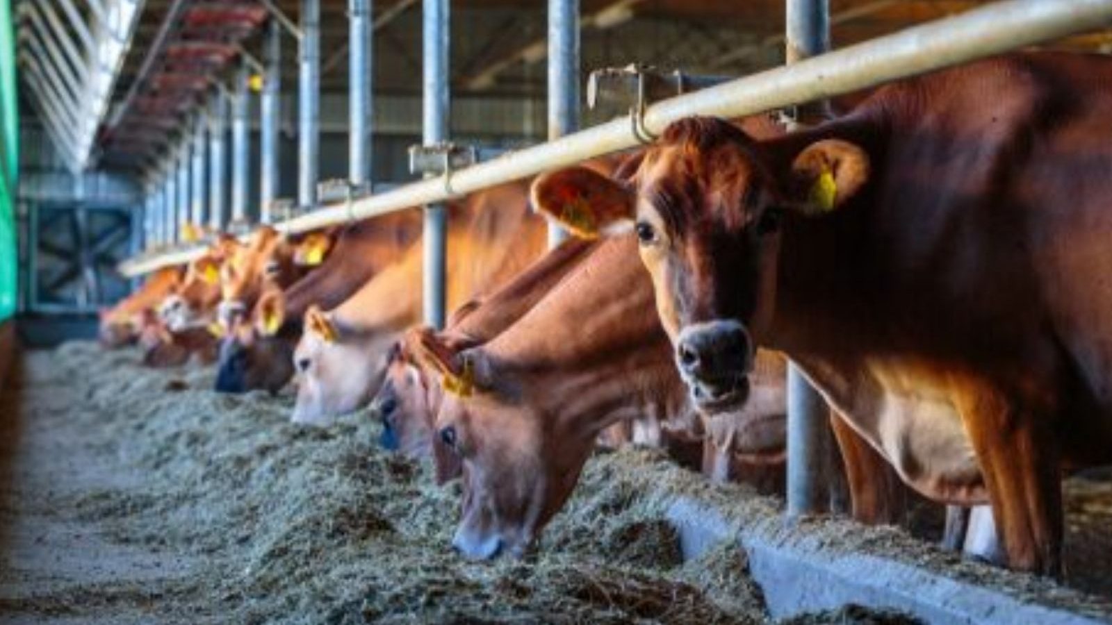 மாதம் ஒரு லட்சம் வரை வருமானம் ஈட்ட வேண்டுமா? லாபம் தரும் பால் பண்ணை தொழில்