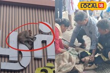 2 நாட்களாக ஒரே இடத்தில் சிக்கிய குரங்கு..