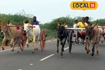 மாட்டு வண்டி பந்தயத்தில் சீறிப்பாய்ந்த காளைகள்..