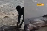 கரை ஒதுங்கி தத்தளித்த கடல்பசுவை காப்பாற்றிய இளைஞர்!