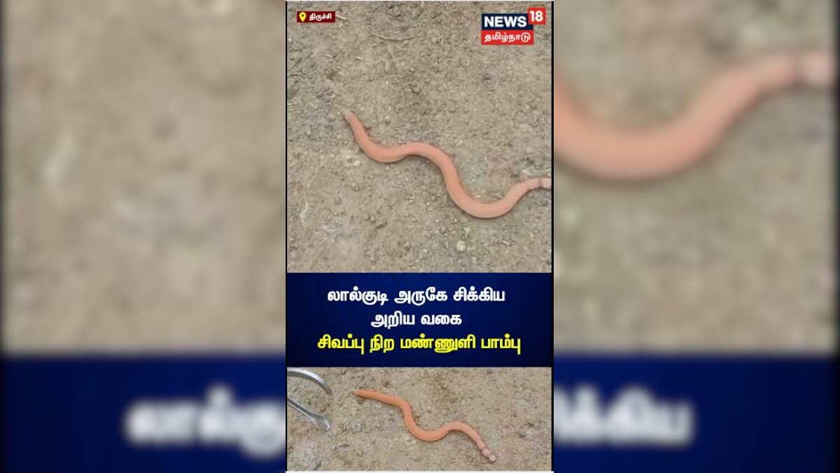 Trichy | லால்குடி அருகே சிக்கிய அறிய வகை சிவப்பு நிற மண்ணுளி பாம்பு