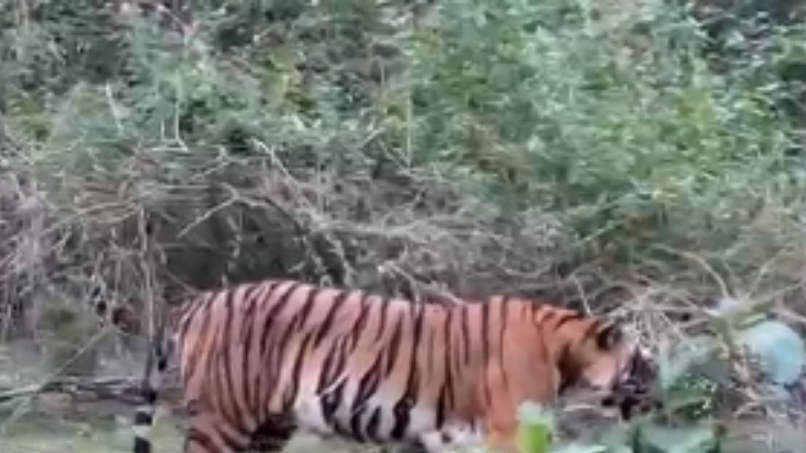 கம்பீரமாக நடைபோட்டு சென்ற புலிகள்.. கண்களுக்கு விருந்தானதால் மகிழ்ச்சியில் சுற்றுலா பயணிகள்!