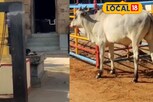 அம்மனை வழிபடும் காளைமாடு..? ஆச்சர்யத்துடன் பார்த்த பொதுமக்கள்..