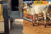 அம்மனை வழிபடும் காளைமாடு..? ஆச்சர்யத்துடன் பார்த்த பொதுமக்கள்..