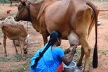 பால் கொள்முதல் விலையை உயர்த்த வலியுறுத்தி விரைவில் போராட்டம்