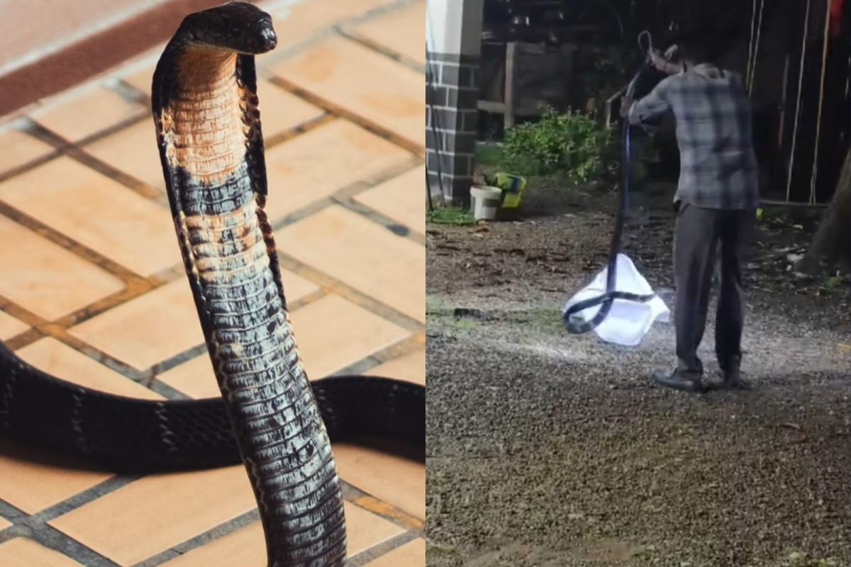 காருக்குள் ஒளிந்திருந்த பாம்பு