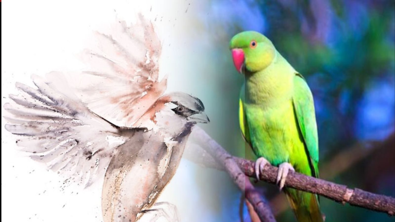 Vastu Tips |  இந்த பறவைகளின் படங்களை வீட்டில் வைத்தால் செம்ம மேஜிக் நடக்கும்..!