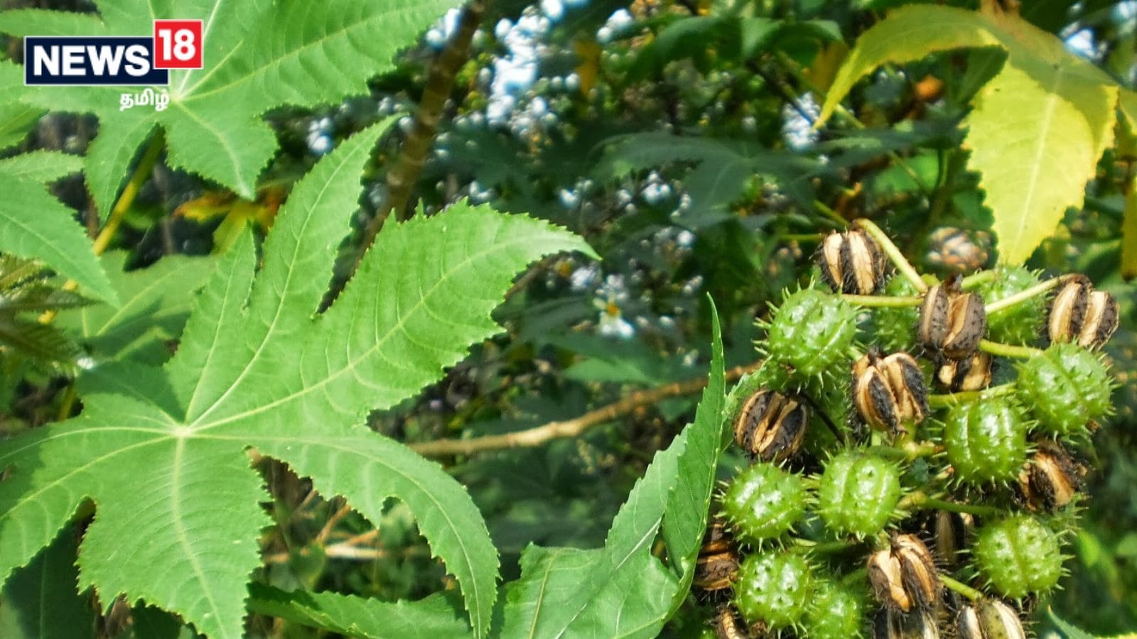 Castor plants can provide relief from everything from pain to acne ...