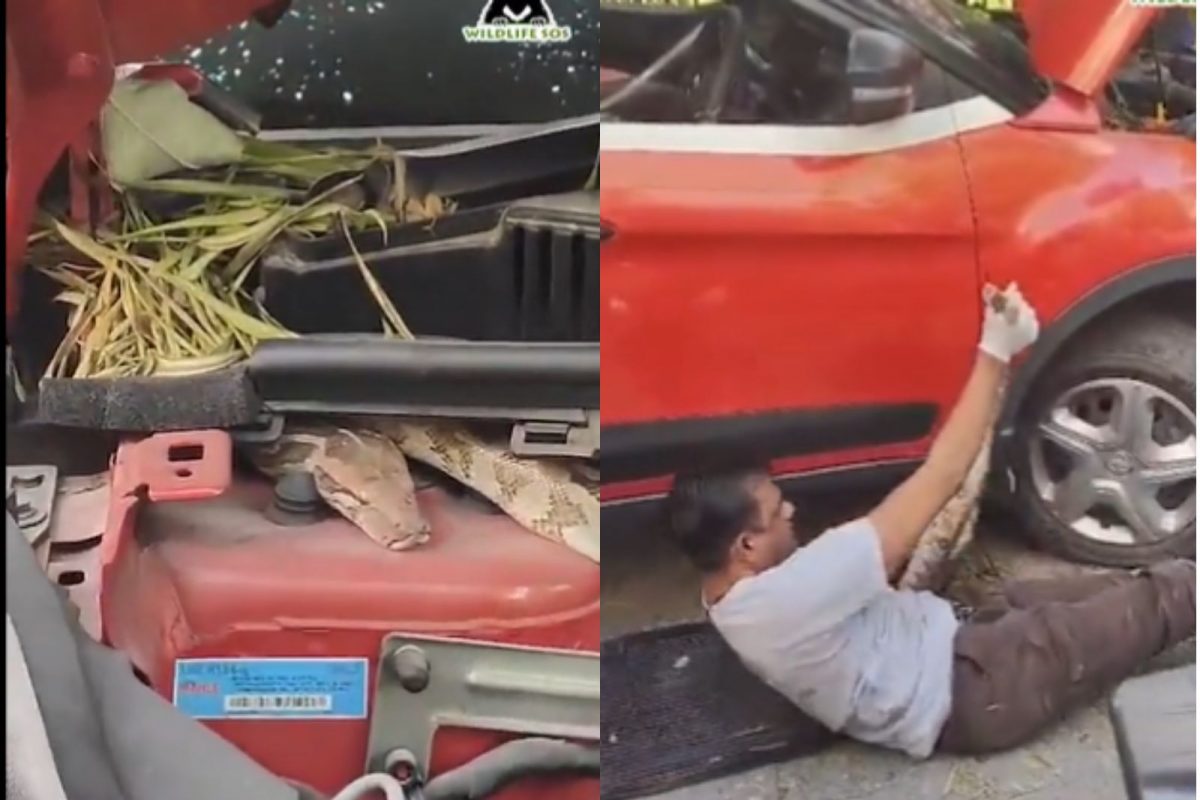 6 அடி நீள மலைப்பாம்பு