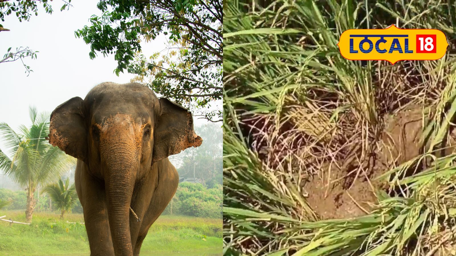 அறுவடைக்கு தயாரான நெல் பயிர்களை சேதப்படுத்திய காட்டு யானை.. தென்காசி விவசாயிகள் வேதனை..