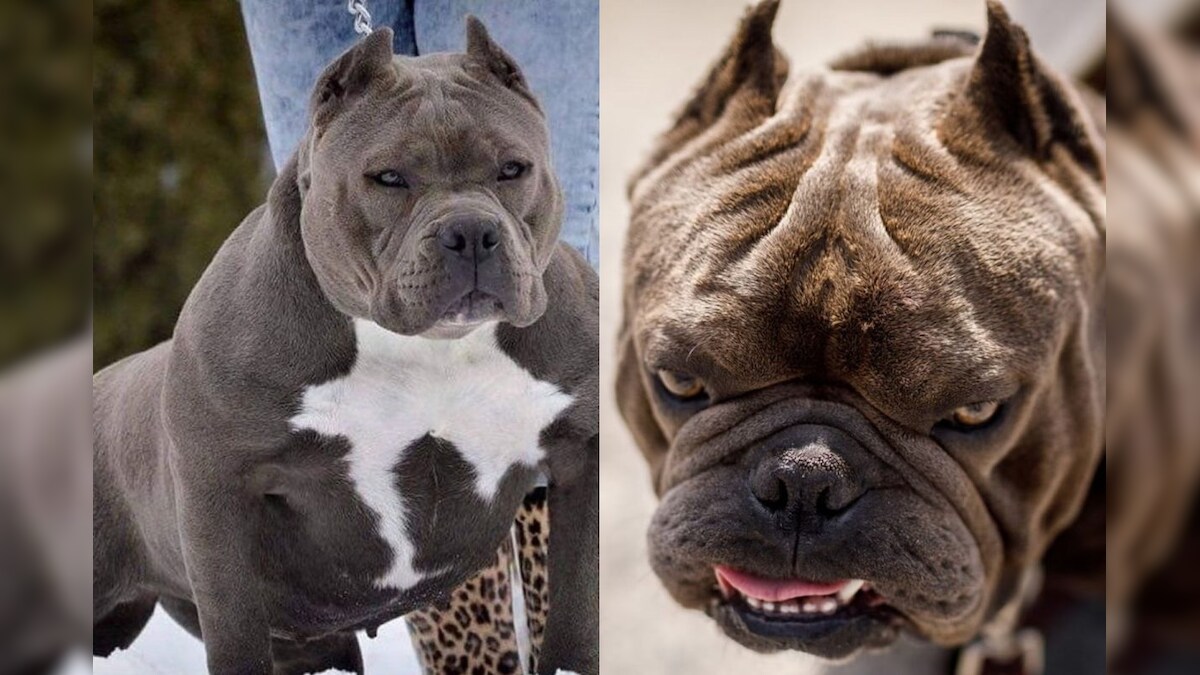 The Controversial XL Bully Dog Breed What You Need to Know TIme News