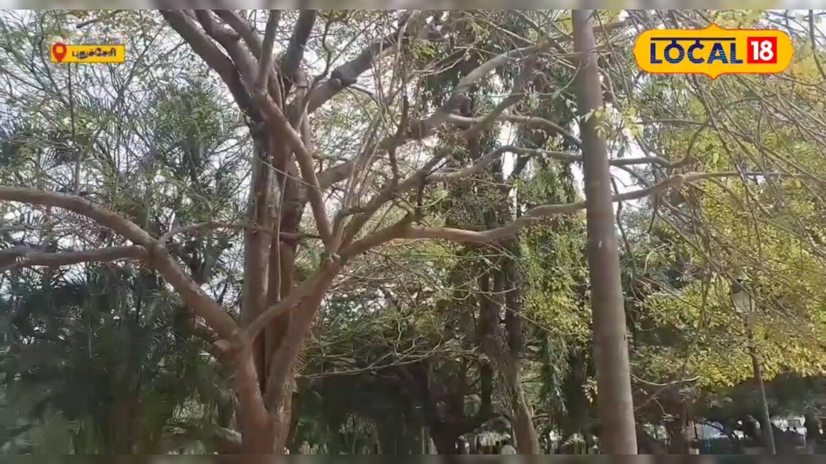 புதுச்சேரியில் வெயிலின் தாக்கம் அதிகரிப்பு... இலைகளை உதிர்க்கும் மரங்கள் – News18 தமிழ்