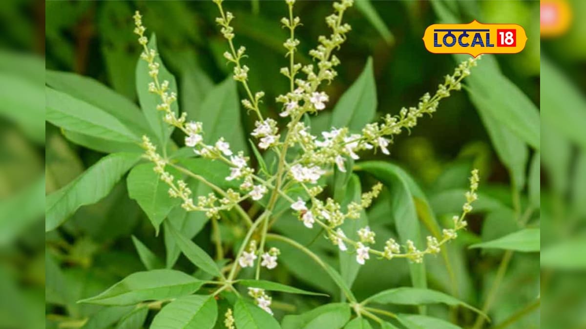 ஒரே நாளில் தலைவலி, சளியை போக்கும் நொச்சி இலை.. ஆவி பிடிக்கும் முறையை தெரிஞ்சுக்கோங்க..! – News18 தமிழ்