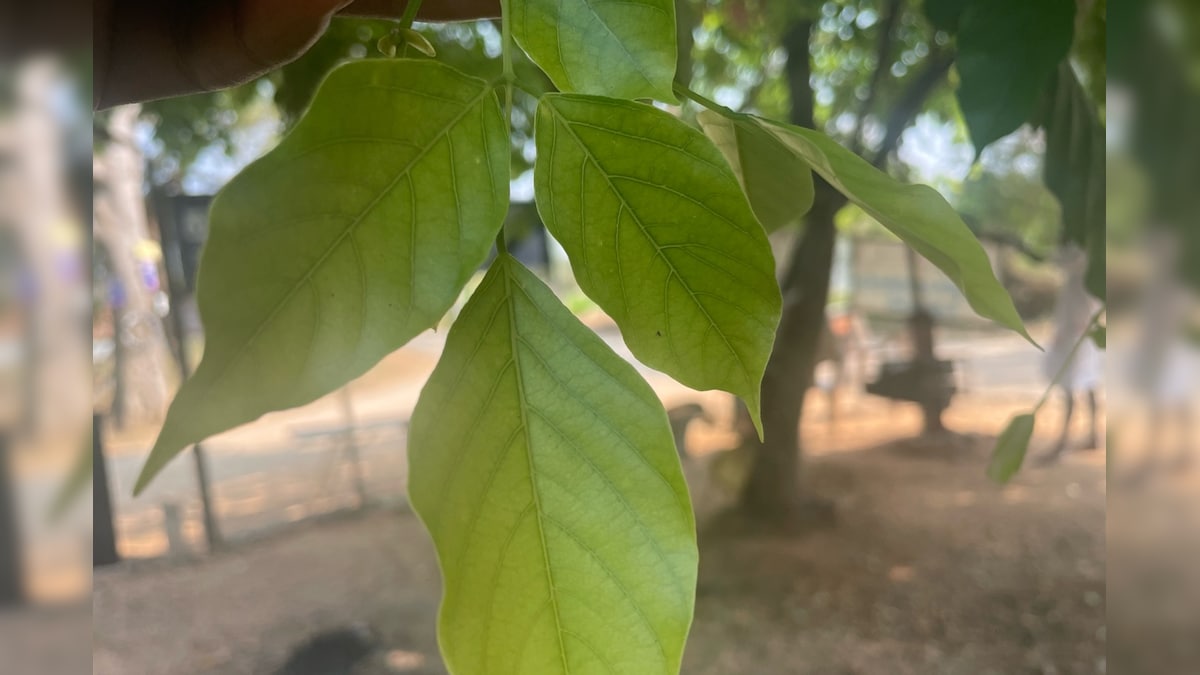 புங்கைமரம் இவ்வளவு சிறப்புகள் உள்ளதா? உங்களுக்கு தெரியுமா? – News18 தமிழ்