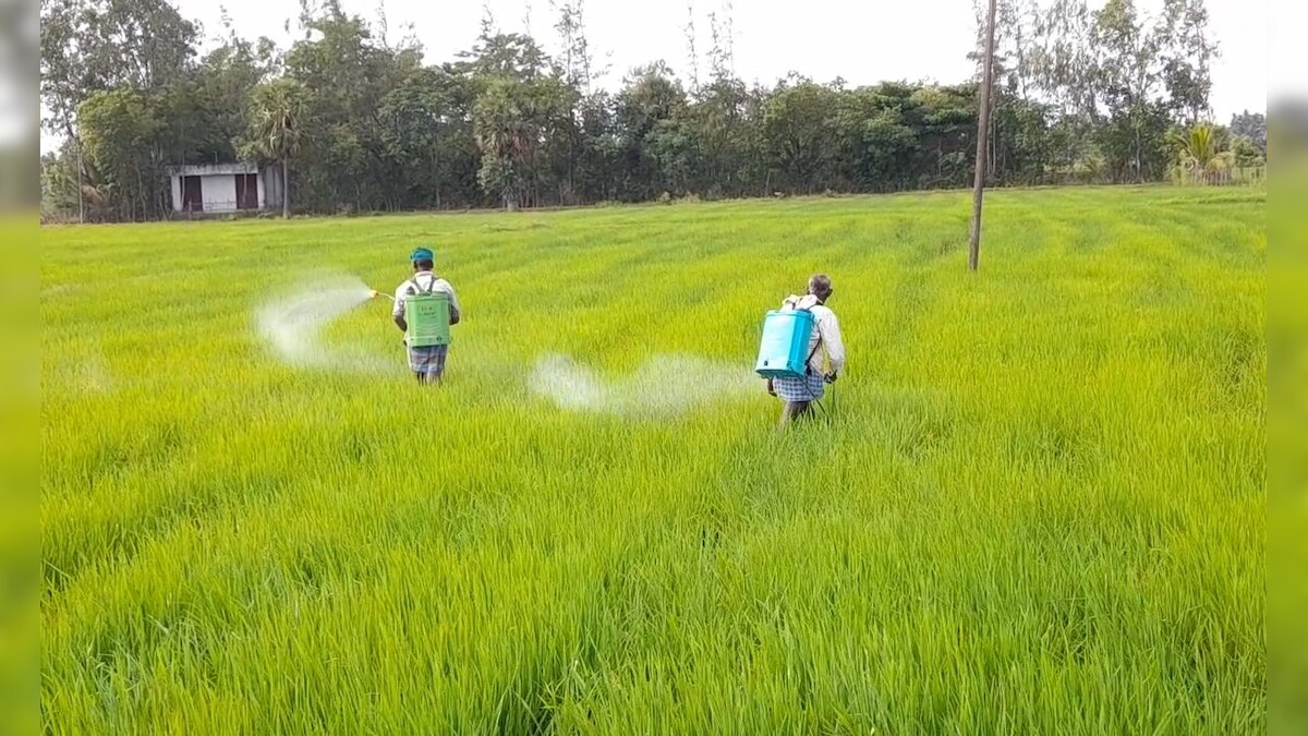 நெல் சாகுபடியில் அதிக மகசூல் பெற சூப்பர் ஐடியா: இதை மட்டும் டிரை பண்ணி பாருங்க... – News18 தமிழ்