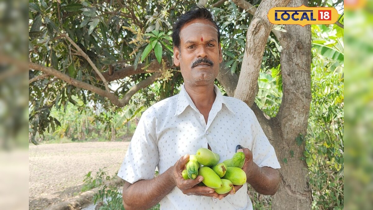 இந்தாண்டு வெள்ளரிப்பிஞ்சு நல்ல லாபம்....விழுப்புரம் விவசாயிகள் மகிழ்ச்சி – News18 தமிழ்