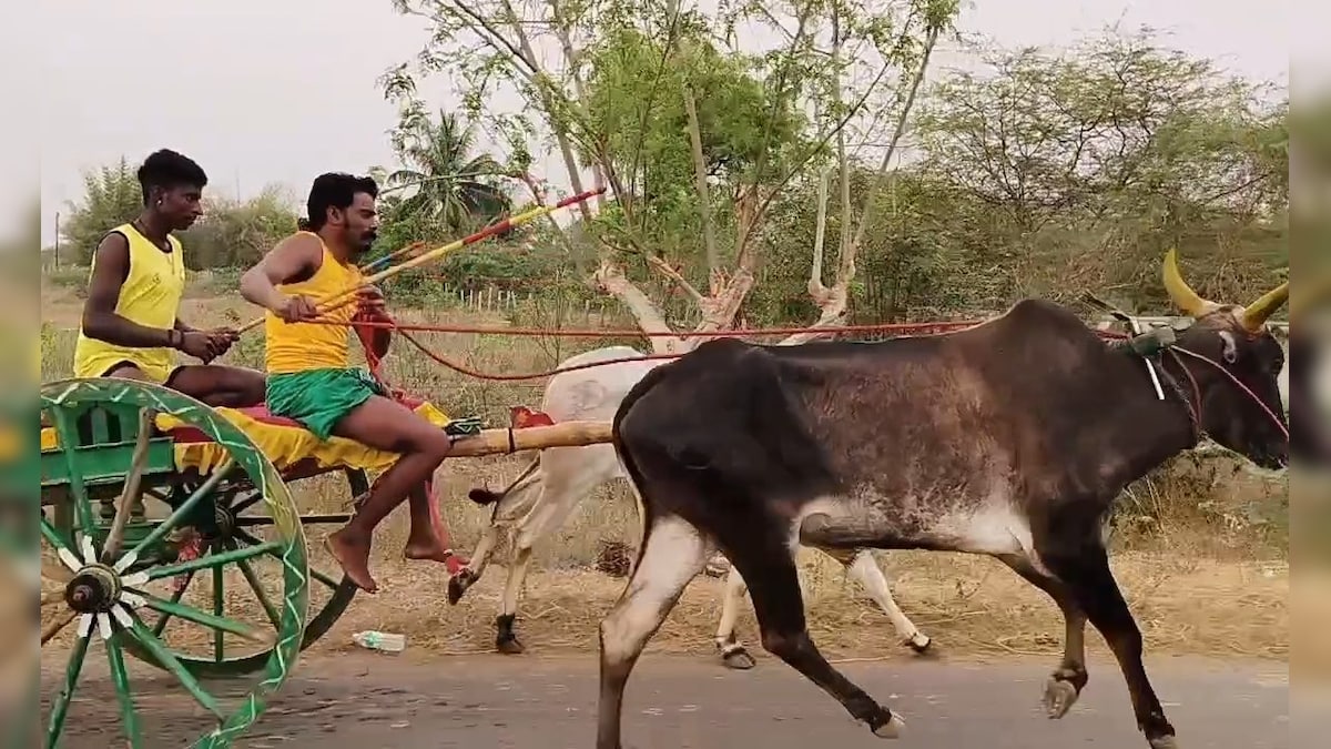 சீறிப்பாய்ந்து சென்ற மாட்டு வண்டிகள்... போட்டி போட்டு நடந்த எல்லை பந்தயம்..  – News18 தமிழ்