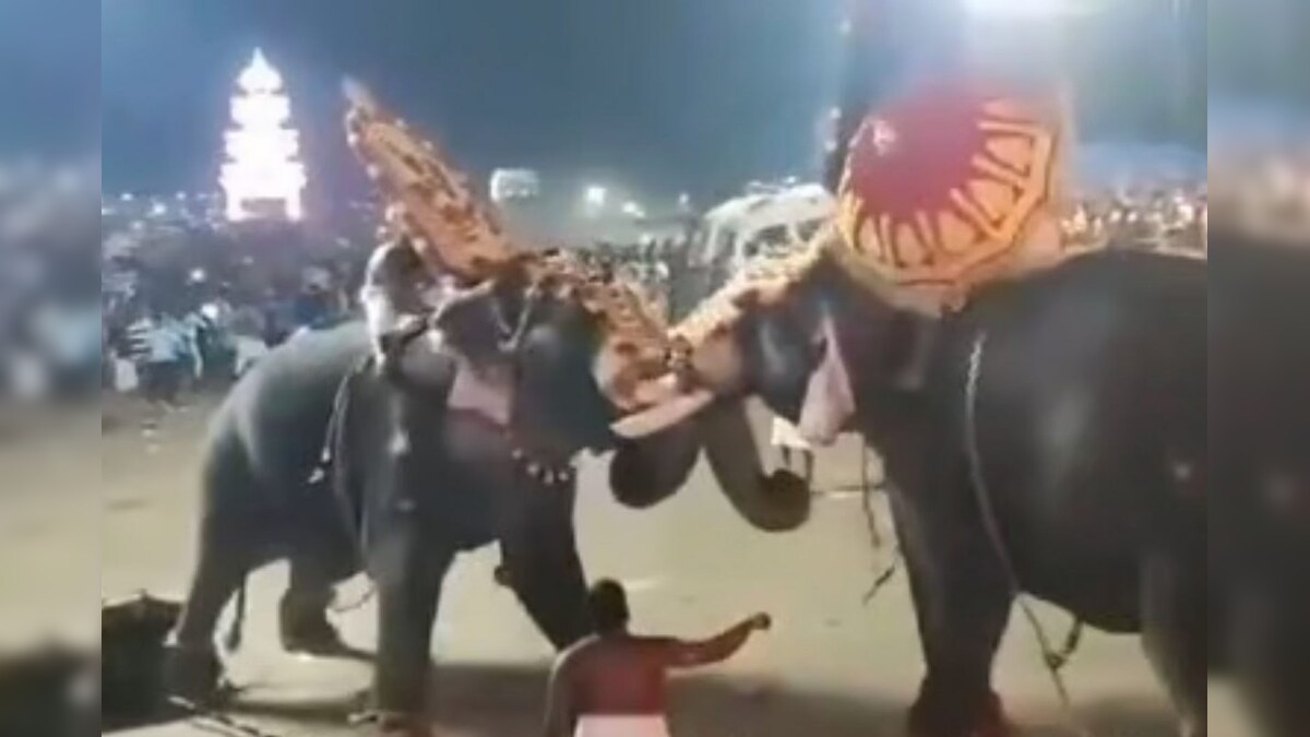 கோயிலில் மதம் பிடித்த யானை செய்த வெறிச்செயல்.. எதிரெதிரே மோதிக்கொள்ளும் யானைகளின் பதைபதைக்கும் காட்சிகள்! – News18 தமிழ்