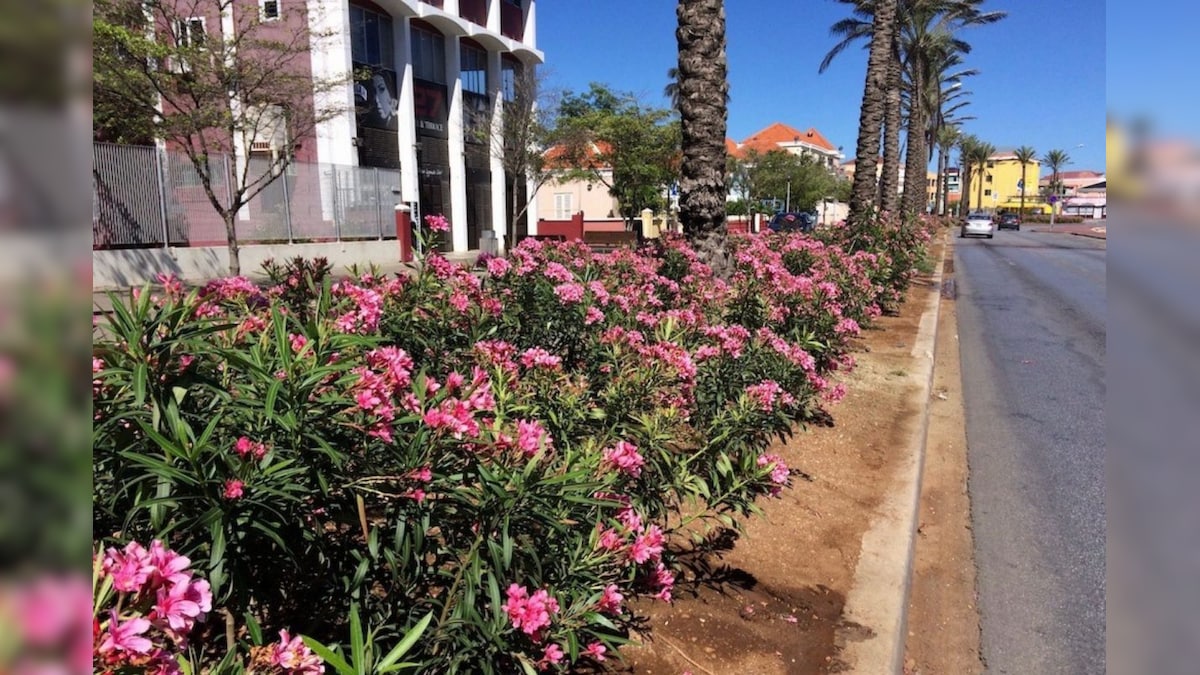 நெடுஞ்சாலை நடுவே இந்த செடிகள் ஏன் வளர்க்கப்படுகிறது? பலருக்கும் தெரியாத அந்த காரணம்! – News18 தமிழ்