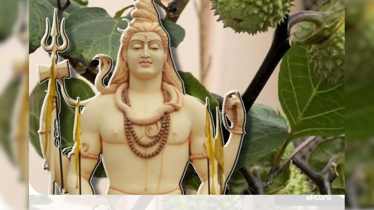 மஹாசிவராத்திரி 2024.. இன்று இந்த செடிகளை வீட்டில் நடுங்கள்.. வாழ்க்கையில் மகிழ்ச்சியும் செழிப்பும் பொங்கும்..! – News18 தமிழ்