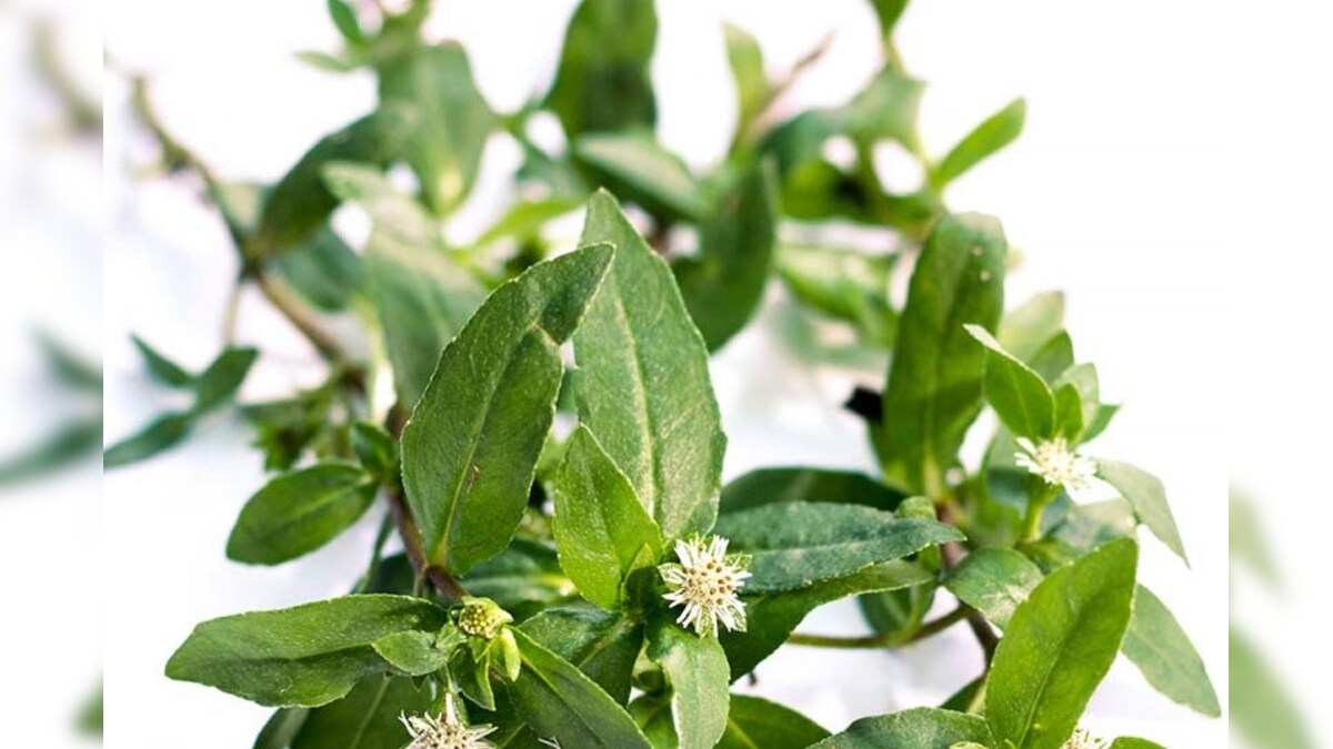 கல்லீரலை பாதுகாக்கும் கரிசலாங்கண்ணி... இந்த அற்புத செடியை பற்றி தெரியுமா உங்களுக்கு..? – News18 தமிழ்