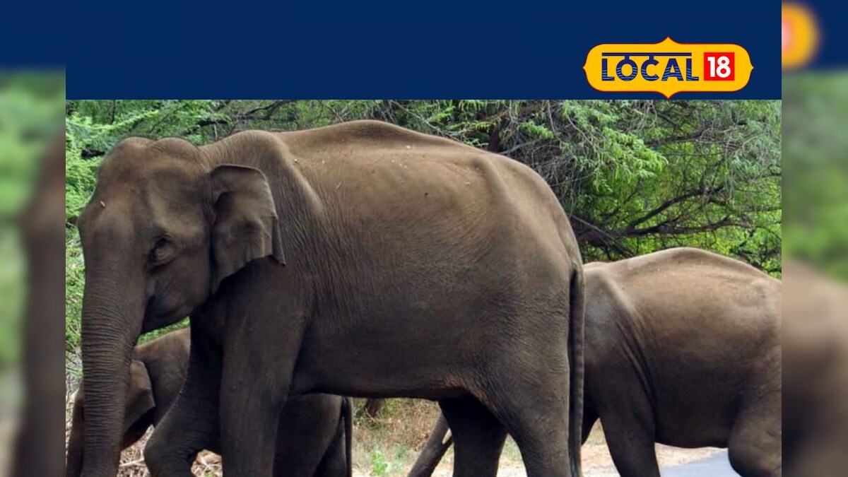 நெல்லையில் குட்டியுடன் சாலையை கடந்து சென்ற யானைகள்!  – News18 தமிழ்