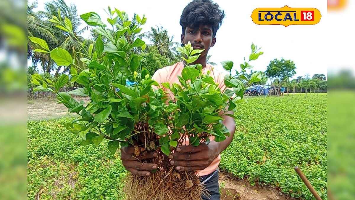 மல்லிகை செடி விவசாயத்தில் அதிக லாபம் ஈட்டி அசத்தல் - மாதம் ரூ.50 ஆயிரம் வருமானம்... – News18 தமிழ்