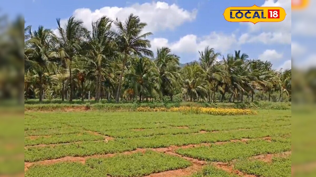 துளசிக்கு இப்போ மவுசு அதிகம்... திடீரென உயர்ந்த விலை... என்ன காரணம் தெரியுமா? – News18 தமிழ்