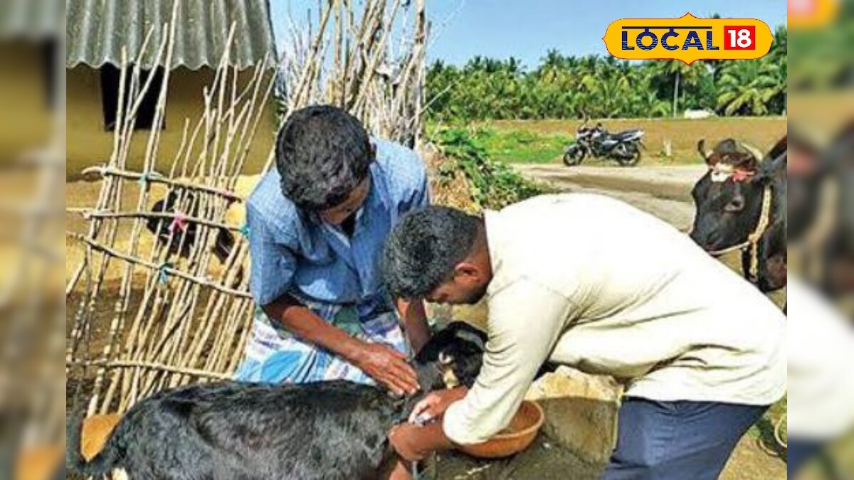 செல்லப்பிராணிகளுக்கு தடுப்பூசி கட்டாயம் - ஏன் தெரியுமா? – News18 தமிழ்