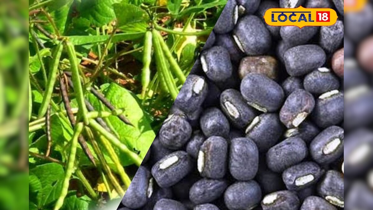 மானிய விலையில் உளுந்து விதைகள்... வேளாண் அதிகாரி தகவல்... – News18 தமிழ்