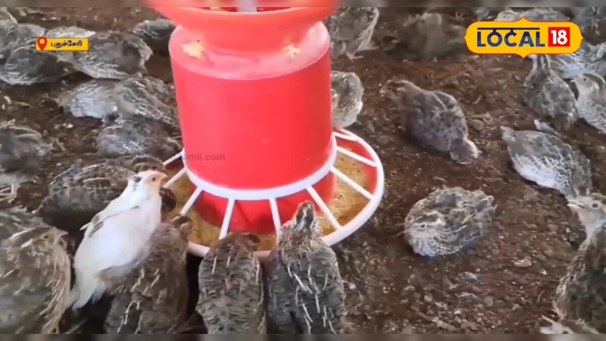 காடை பண்ணையால் லட்சாதிபதியான தம்பதிகள்...இவர்களின் வெற்றி பயணம் இதோ...!! – News18 தமிழ்