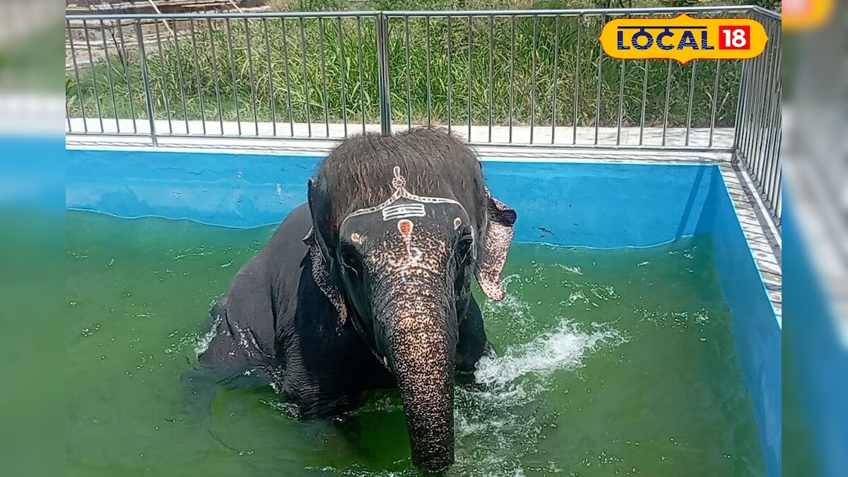 நந்தவனத்தில் ரூ.15 லட்சம் செலவில் நீச்சல் குளம் - கியூட்டாக ஆட்டம் போடும் யானை... – News18 தமிழ்
