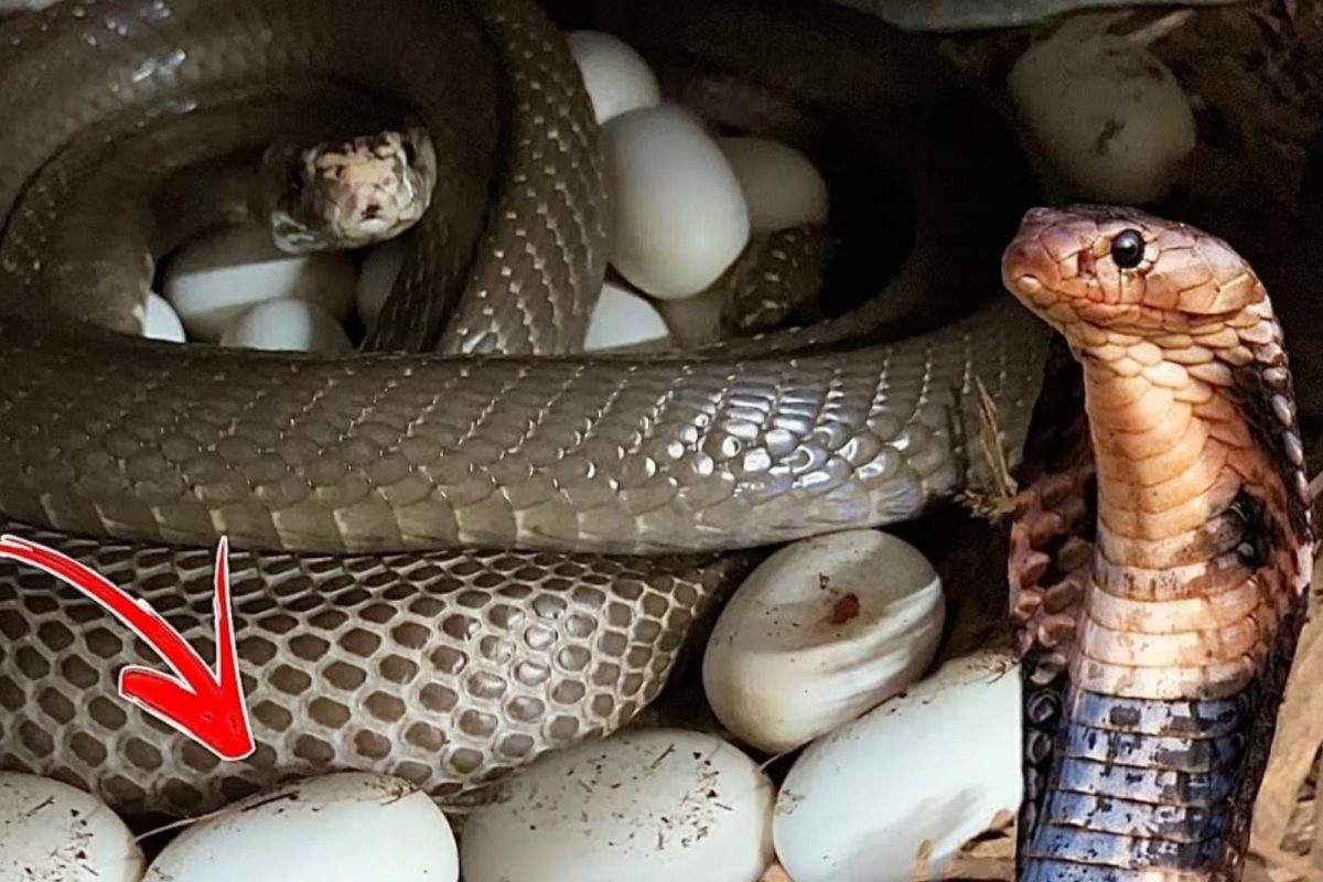 Bisakah Anda merebus telur ular dan memakannya? Informasi menarik yang belum banyak diketahui orang! – Berita18 Tamil Bisakah Anda merebus telur ular dan memakannya? Informasi menarik yang belum banyak diketahui orang! – Berita18 Tamil