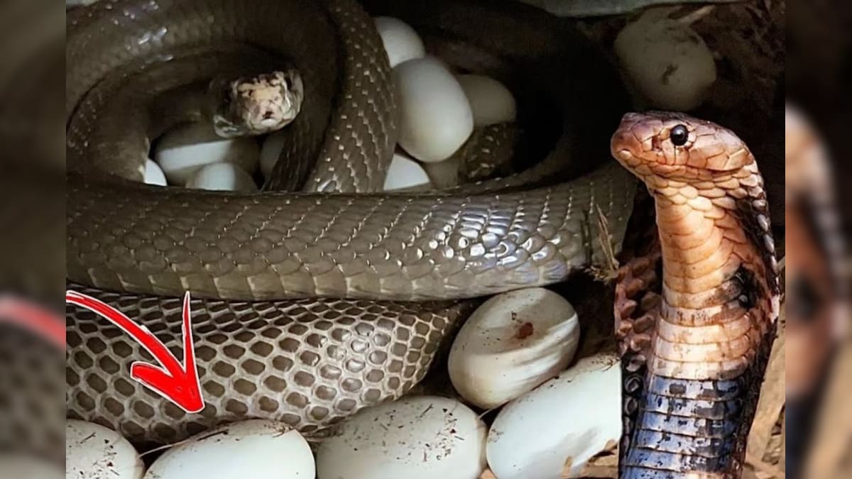 Bisakah Anda merebus telur ular dan memakannya?  Informasi menarik yang belum banyak diketahui orang!  – Berita18 Tamil