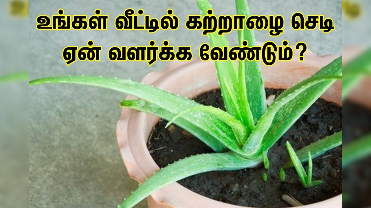 உங்கள் வீட்டில் கற்றாழை செடி அவசியம் வளர்க்கனும்.. ஏன் தெரியுமா..? – News18 தமிழ்