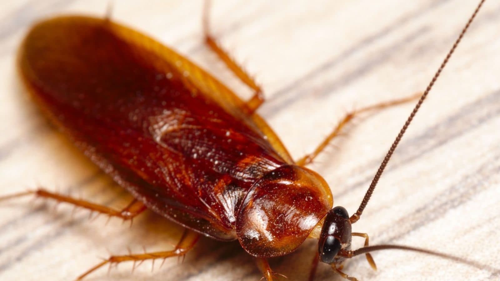 Cockroach Prajati சம்மர் வந்தாலே கரப்பான் பூச்சி தொல்லையா..? இரவில் இதை செஞ்சா காலையில் ...