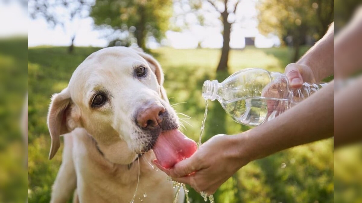கோடைக்காலத்தில் செல்லப்பிராணிகளை பராமரிக்க 10 வழிகள்..! – News18 தமிழ்