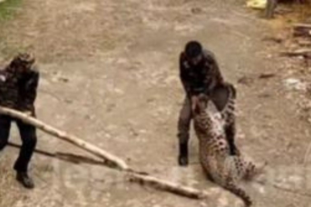 वन अमले ने तेंदुए पर किया बेरहमी से हमला; एक वायरल वीडियो वन अमले ने तेंदुए पर किया बेरहमी से हमला; एक वायरल वीडियो