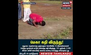 ஆண்கள் மட்டும் பங்கேற்கும் மெகா கறி விருந்து | Madurai | Non Veg Food | Temple Festival | N18S
