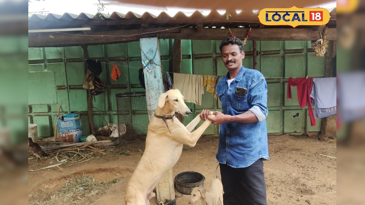நாய் வளர்ப்பது ஒன்றும் அவ்வளவு ஈஸி இல்ல...நாட்டு நாய்கள் வளர்ப்பதில் இவ்வளவு முறை இருக்கு – News18 தமிழ்