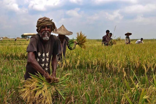  tamil-nadu-samba-cultivation-insurance-deadline-extension-nw-vjr