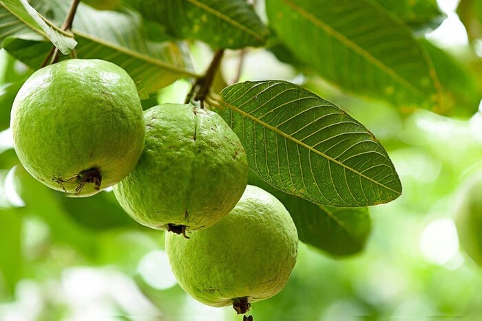  லைகோபீன் மற்றும் வைட்டமின் சி உள்ளிட்ட அதன் வளமான ஆக்ஸிஜனேற்ற பண்புகள், ஃப்ரீரேடிக்கல்களை எதிர்த்துப் போராடவும், வயதாவதை மெதுவாக்கவும், வீக்கத்தைக் குறைக்கவும் உதவுகின்றன. இருப்பினும், கொய்யாவை வழக்கமாக உட்கொள்ளும் பட்சத்தில் சில விஷயங்களை கவனத்தில் கொள்வதும் அவசியம்.