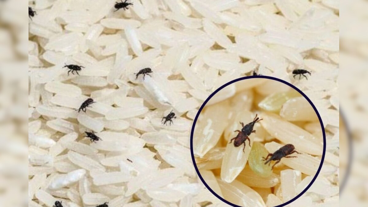வள்ளிமலை முருகன் கோவில் பற்றி உங்களுக்கு தெரியுமா.?