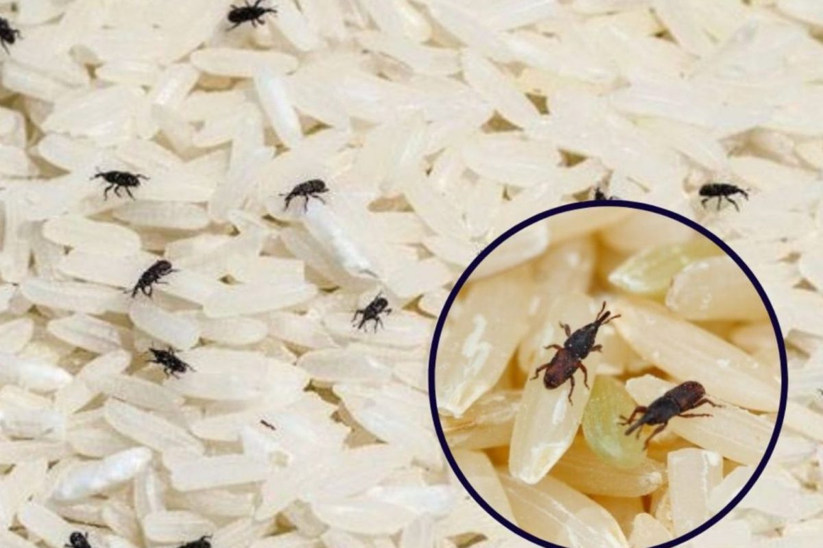 Vaal Mutta Insect வள்ளிமலை முருகன் கோவில் பற்றி உங்களுக்கு தெரியுமா.?