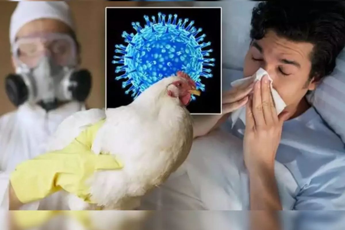 बर्ड फ्लू से पहली इंसान की मौत.. क्या ये इंसान से इंसान में फैल सकता है..? बर्ड फ्लू से पहली इंसान की मौत.. क्या ये इंसान से इंसान में फैल सकता है..?