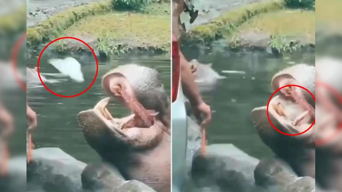 Seseorang memberikan plastik kepada gajah air…sebuah kejadian seru di Taman Margasatwa Indonesia!